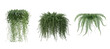 © mahamudul hasan - Selection of three green hanging houseplant options featuring trailing vines and delicate leaves on transparent background for home interior decor.