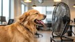 © MdNazim - Golden retriever dog happily enjoying the cool breeze from a black electric fan in an office setting