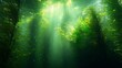 © dzenfm - Sunlight streaming through underwater green kelp forest and seaweed in ocean