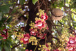 © Angela - Algumas flores no tronco da árvore conhecida como 'Abricó de Macaco'. Nome científico - Couroupita guianensis.