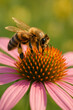 © thodonal - Honeybee feeds on the orange center of a pink coneflower
