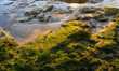 © Philip - Green seaweed covering rocks on a sandy beach glowing in golden sunlight