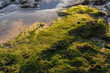 © Philip - Green seaweed covering rocks on a sandy beach glowing in golden sunlight