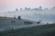 © Travel 'n' Lifestyle - View of cows grazing in a misty meadow with a forest in the background in Warmian-Masurian Voiv, Poland.