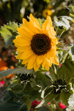 sunflower and bee