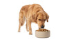 © Rina - Golden Retriever Dog Sniffing Kibble in Food Bowl