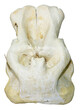 © fornax - Ventral view of an elephant skull showing molars and cranial structure isolated on a clean solid white background.