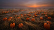 © Dhof - Misty pumpkin patch field at sunset during autumn harvest season