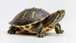 © Alper - Red-eared slider turtle isolated full body portrait on seamless pure white background