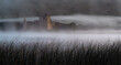 © Scott - Dark reeds fill the foreground as low mist drifts across Loch Awe in front of the ruins of Kilchurn Castle, lit by soft early light.