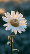© rabbit75_fot - a daisy flower, illuminated by the warm glow of the setting sun. The daisys petals are covered in a layer of frost, giving it a delicate, frosty appearance.