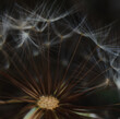 © Maryna Zhyromska - dandelion seed head