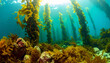 © Soleha - Vibrant Underwater Kelp Forest Growing on Seabed with Sunlight Streaming Through Turquoise Ocean Waters