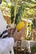 © Daniel - Hands holding lulav and etrog inside a sukkah on Sukkot
