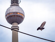 © Sulamith Sallmann - Taube fliegt vor Fernsehturm