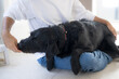 © kapinon - 自宅で日本人男性の膝の上に抱っこで乗ってオヤツを食べる甘える黒い大型犬、飼い主に体を預けてリラックスする愛犬とのスキンシップ、ペットへの愛情と信頼関係を表現した犬との幸せな暮らし