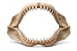 © Rawpixel.com - Shark jaw with sharp teeth