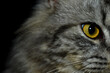 © Muzammil - Cat eye close-up, golden yellow eye on dark background