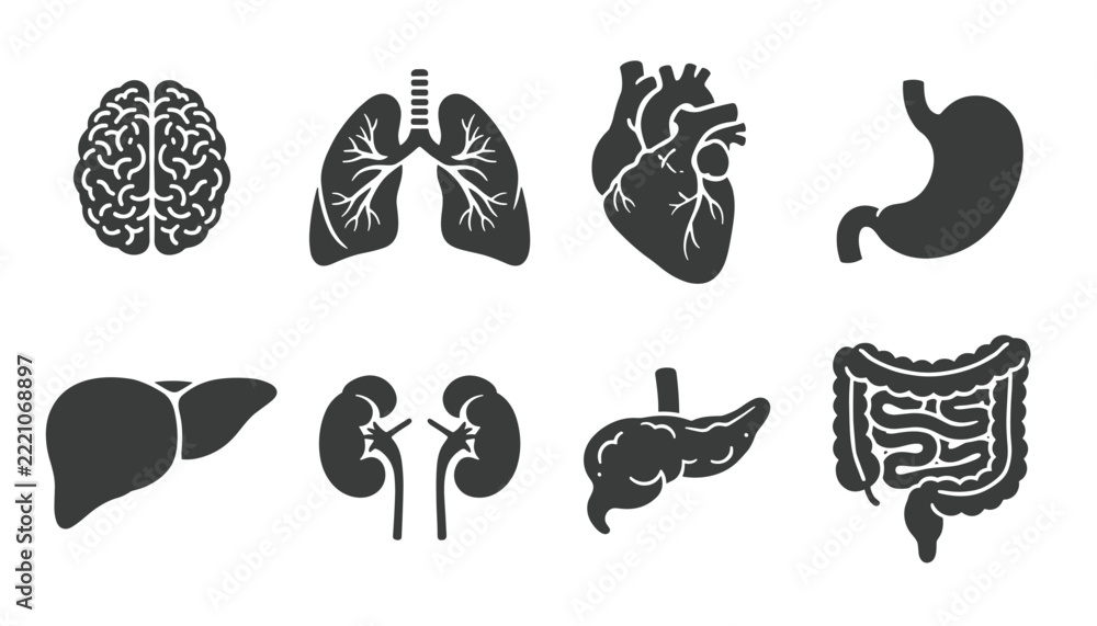 Stock-Vektorgrafik „Comprehensive set of human anatomy icons featuring ...