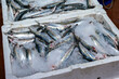 © onderortel - Fresh Sardines Displayed on Ice at a Fish Market. Sardines Ready for Sale at a Traditional Fish Market. Closeup of Sardines in an Ice-Filled Market Display.