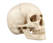 © Arifa - Anatomical view of a human skull showing bone structure and teeth