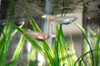 © 合同会社De poulet - Two Small Freshwater Aquarium Fish Swimming Among Green Aquatic Plants in a Clear Glass Tank, Close-Up View of Silvery Fish with Delicate Fins in a Brightly Lit Home Aquarium Natural Scene