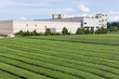 © leungchopan - Tea plantation farm field with building in background taiwan