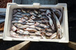 © Bianca Loðbrók/Stocksy - Fresh Mediterranean Fish Catch at Local Fish Market