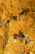 © Stanislav - Full frame texture of vibrant yellow autumn leaves on a tree. Vertical seasonal nature background with dense golden fall foliage, bright sunny twigs and textured natural wood bark.