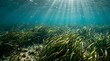 © Fauzan - Underwater seascape with green seaweed and sunlight rays piercing through clear blue water