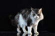 © Robert - Silver tabby Maine Coon cat standing on a reflective surface isolated on black background