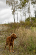 © Wendy - Golden Retriever Standing Outdoors In Autumn Landscape With Trees And Overcast Sky