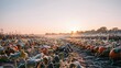 © Kitta Studio - Rural pumpkin patch during sunrise with harvest, dirt path, and autumn scenery