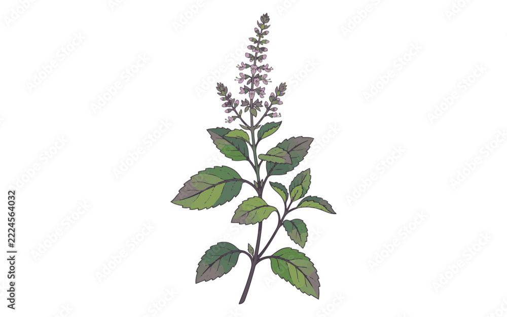 Holy basil tulsi plant branch with leaves and flowers vector Stock ...