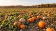© Mohsin - pumpkin patch in autumn