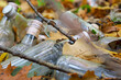 © Олег Струс - Abandoned glass bottles lie among dry branches and fallen autumn leaves in the forest. This scene clearly highlights the problem of environmental pollution, household waste, and negative human impact