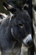 © pinus25 - osioł  w zoo w Krakowie