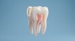 © munjiamc - Detailed three-dimensional medical rendering of a human molar showcasing internal enamel layers dentin structure and vascular pulp nerves inside against a clean solid blue studio background lighting s