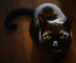 © Austockphoto - Close-up of a sleek black cat with vivid green eyes, gazing upwards