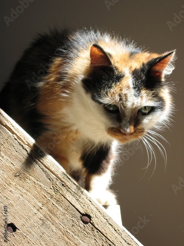Chat Isabelle
