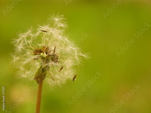 fleur au vent.