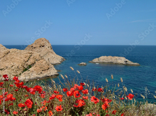 jolies coquelicots