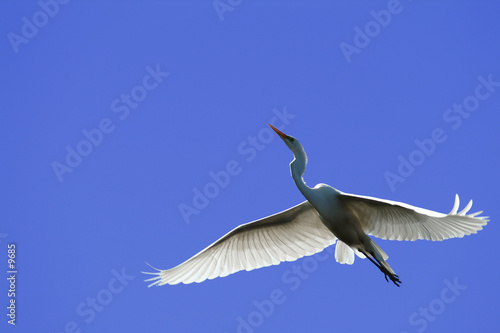 great egret en vol © NICOLAS LARENTO