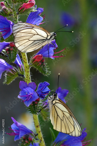 papillon: gazés sur fleurs de vipérine