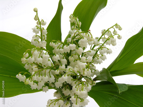 bouquet de muguet photo