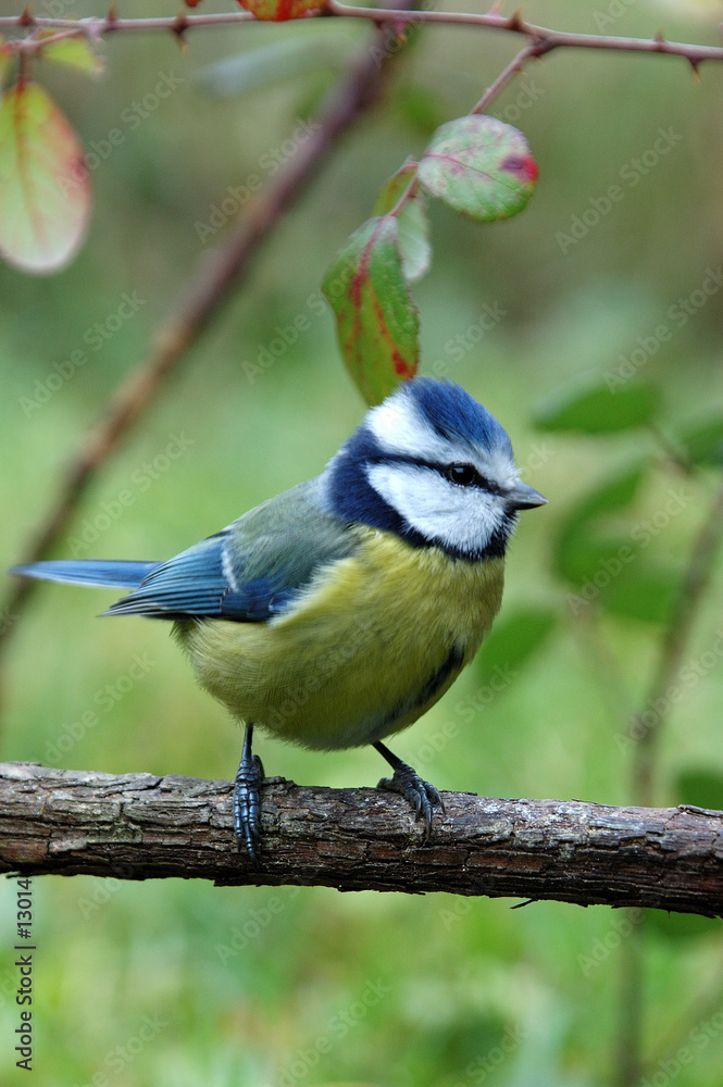 Obraz premium mésange bleu