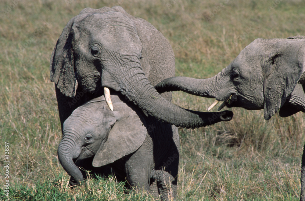 Wall Mural famille d' elephants