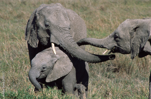 Photography famille d' elephants