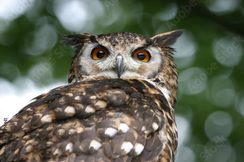 hibou grand duc photo