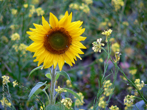 tournesol